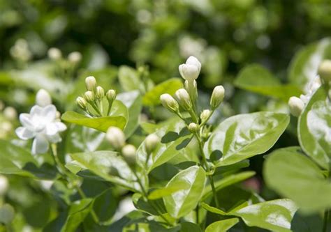 茉莉花盆栽照顧|茉莉花照顧小技巧 